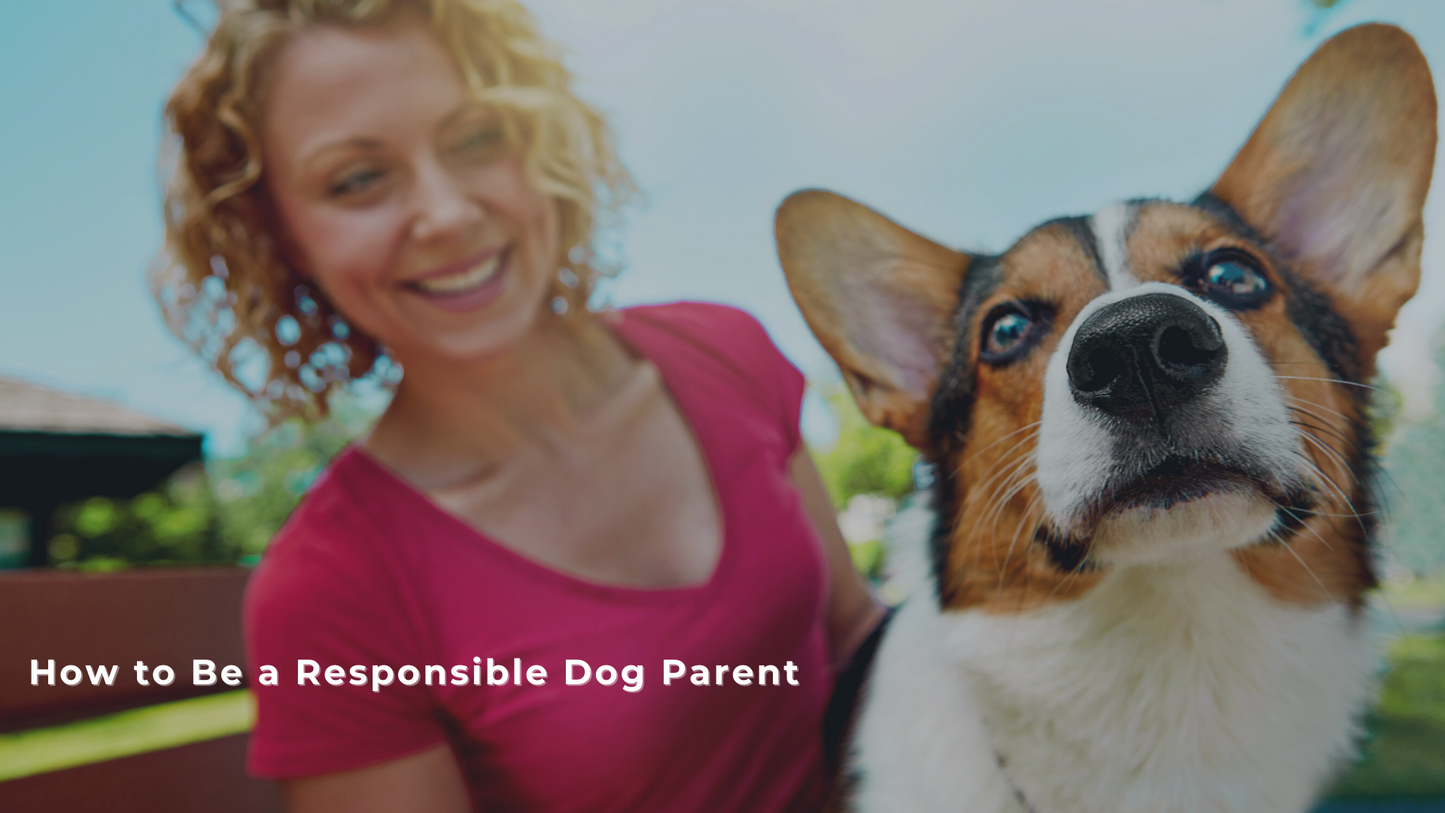 How to Be a Responsible Dog Parent