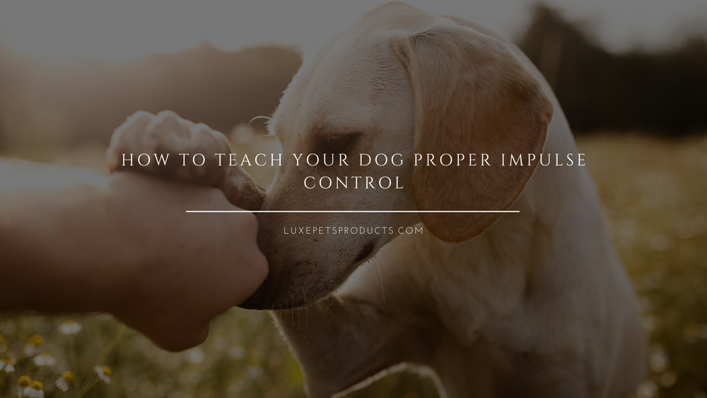 How to Teach Your Dog Proper Impulse Control