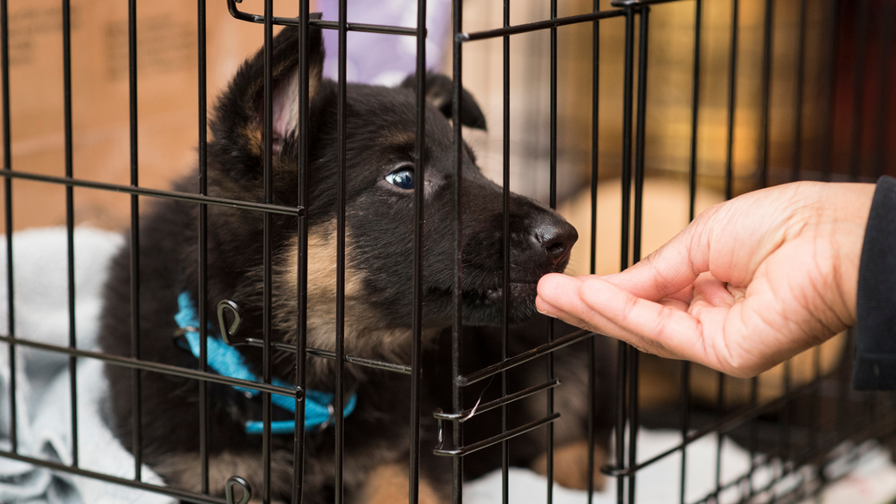 Why You Need a Dog Crate