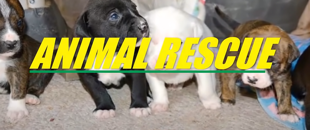 Touching Story: Rescued Abandoned Mother Dog Gave Birth on the Streets - Luxe Pets Products