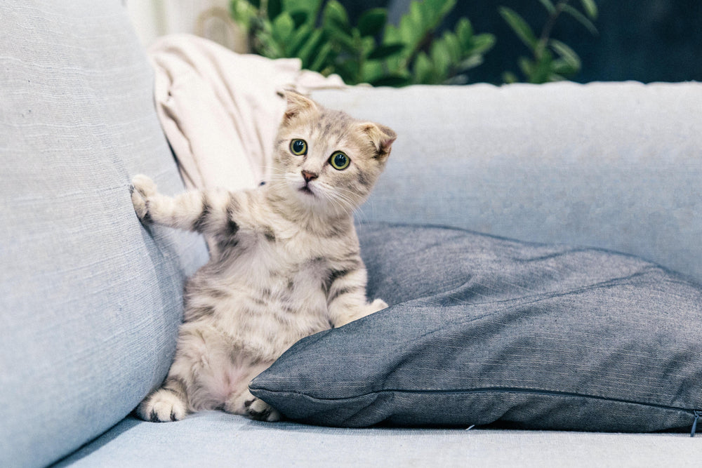 The Benefits of Sofa Covers - Luxe Pets Products