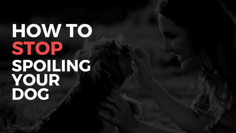 How to Stop Spoiling Your Dog