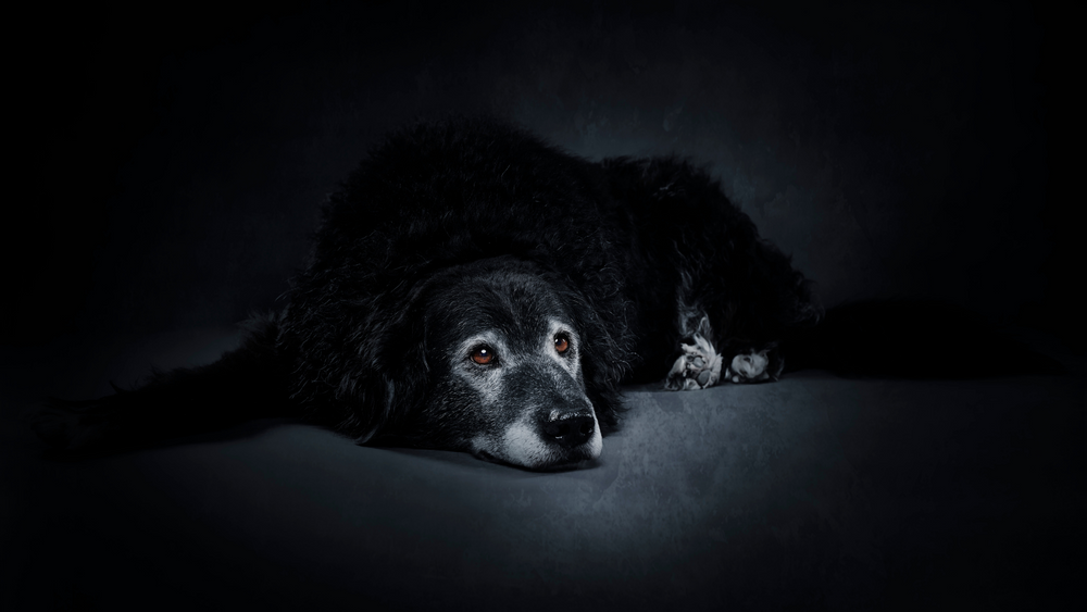 8 Ways to Make Your Aging Dog Comfortable