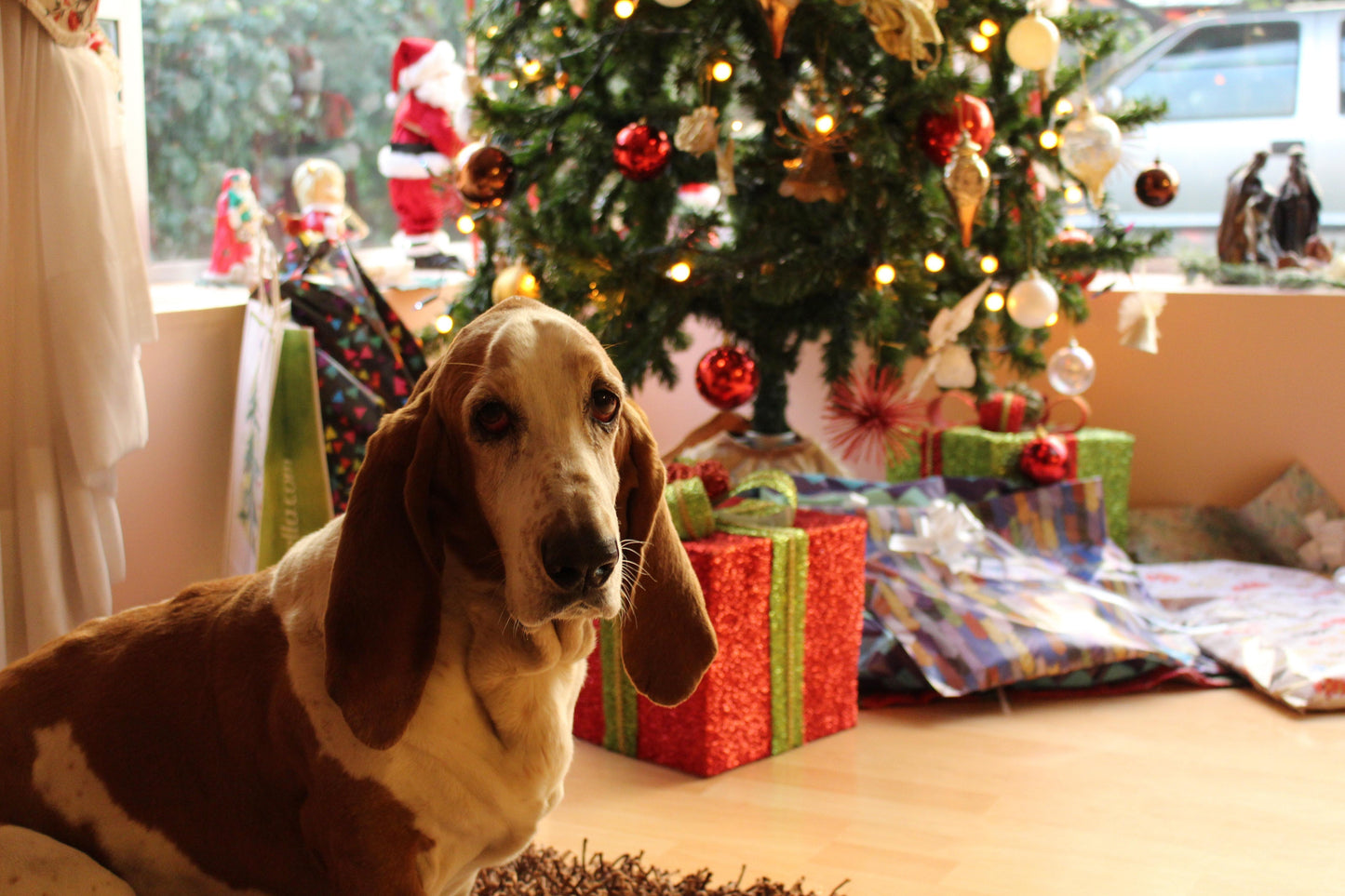 7 Ways to Make Your Dog Feel Happy This Christmas - Luxe Pets Products