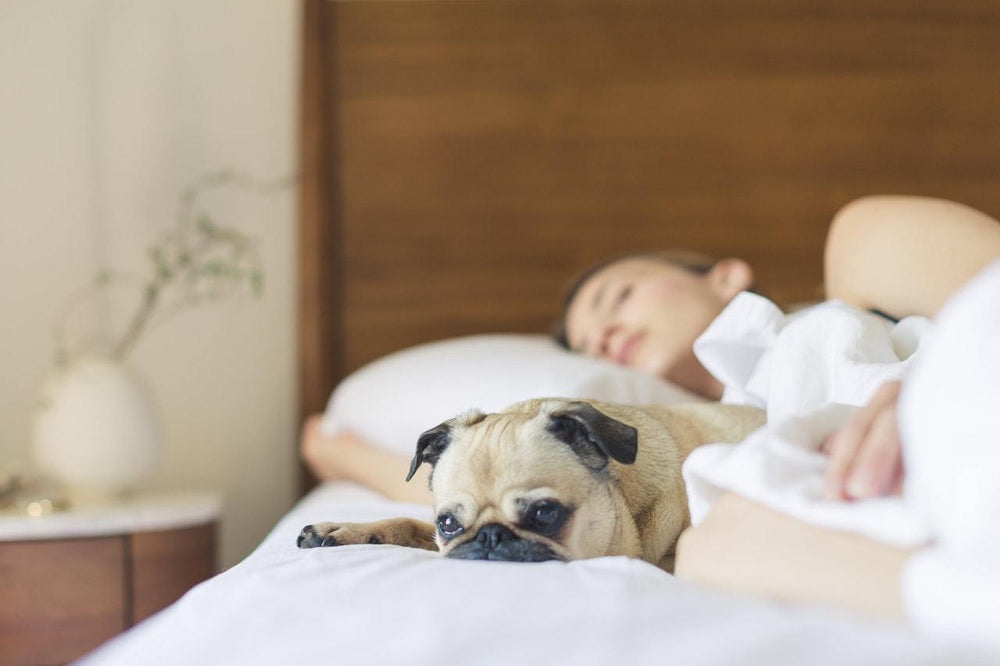 Why It Is Not Safe to Sleep with Your Pet - Luxe Pets Products