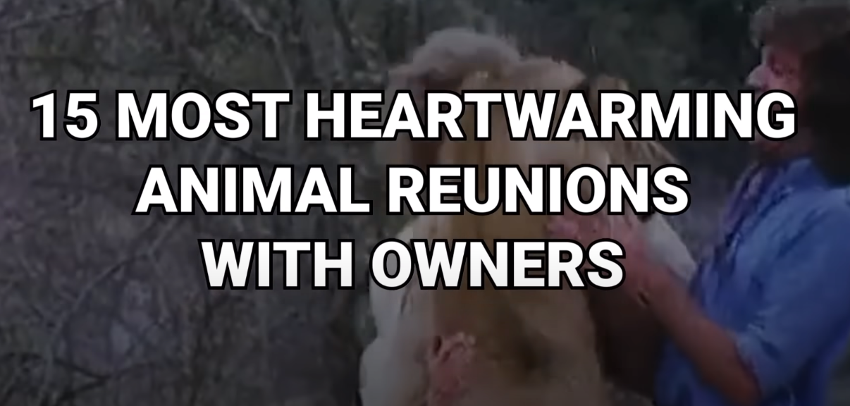 15 Most Heartwarming Animal Reunions with Owners - Luxe Pets Products