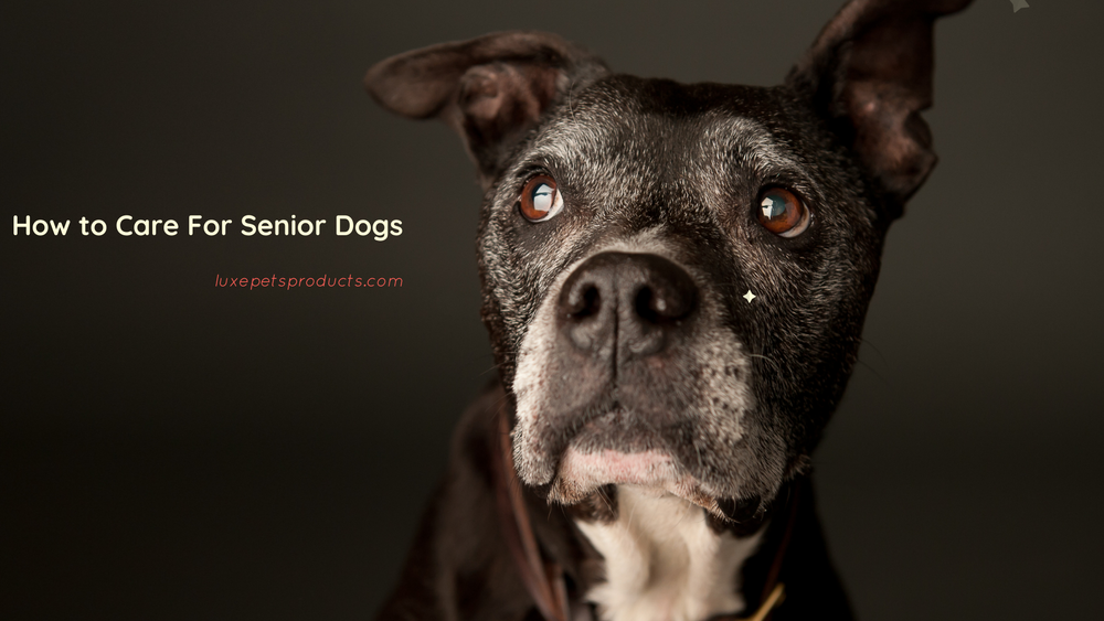 How to Care for Senior Dogs