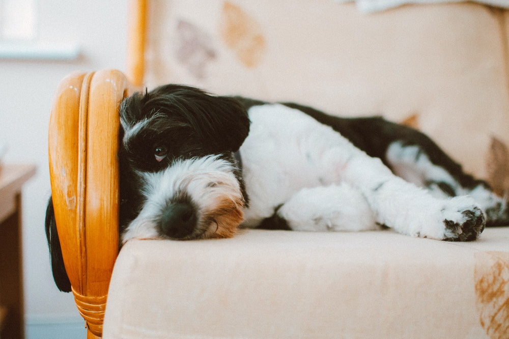 4 Signs Your Dog Has Separation Anxiety and How to Treat It