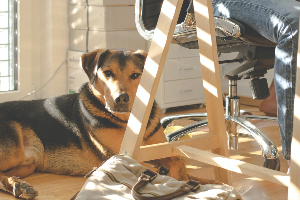 5 Tips to Make Working From Home with Your Dog Stress-Free