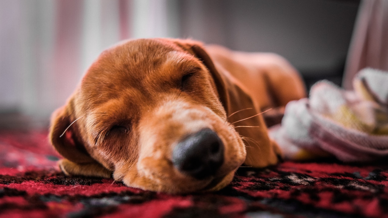 How to Diagnose and Treat Sleep Apnea in Dogs