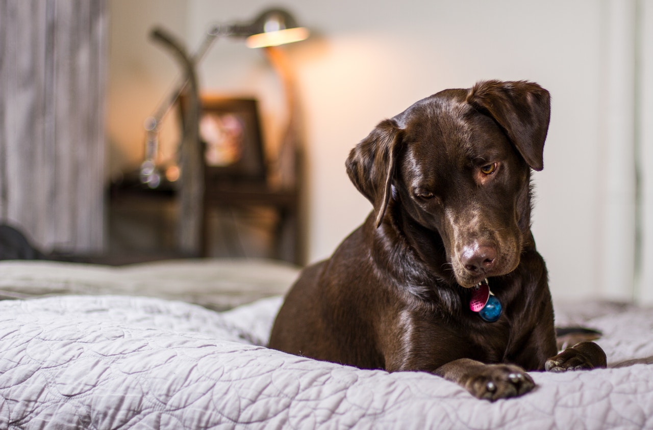 How to Stop Dogs From Chewing Their Bed