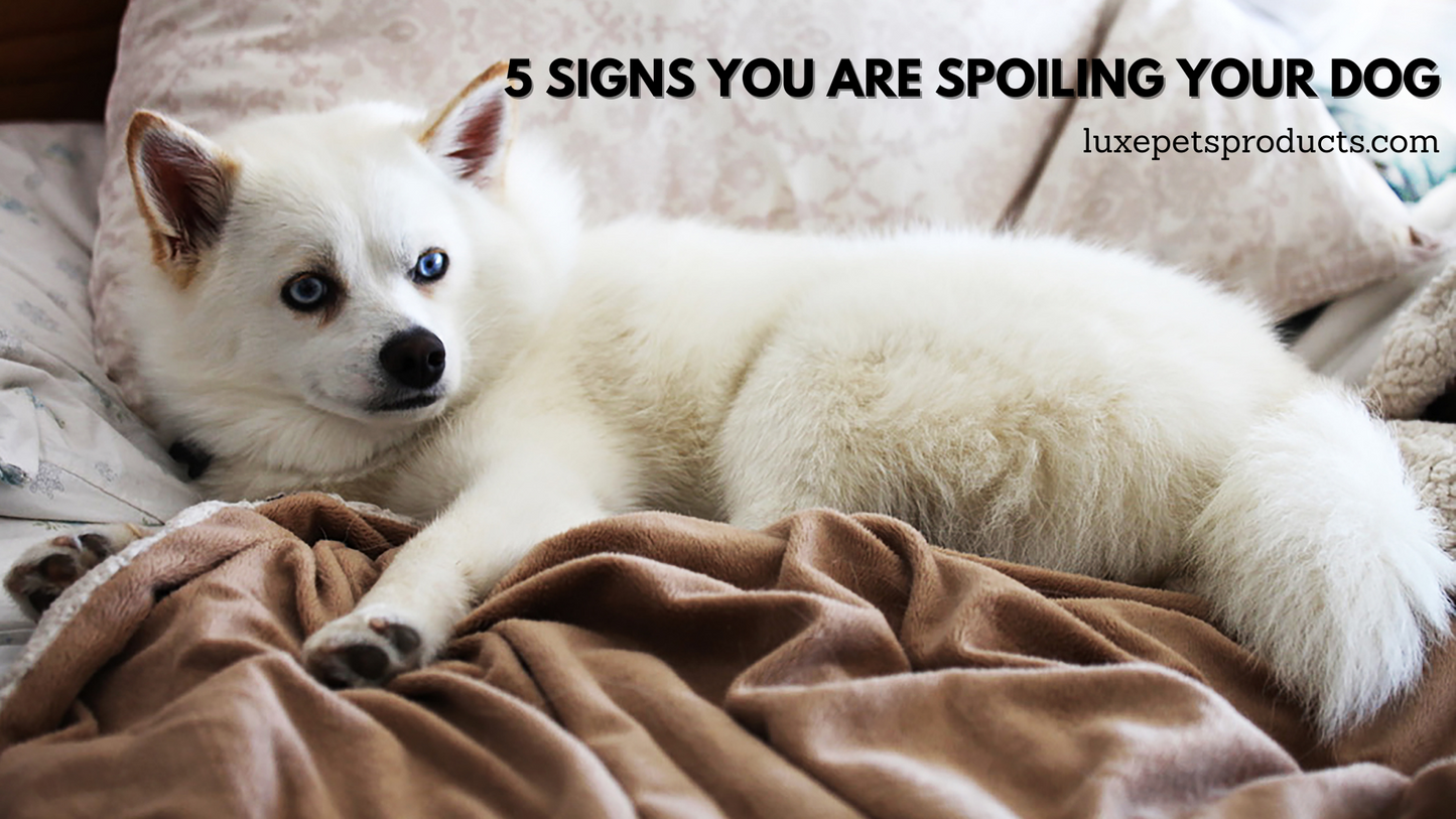 Do You Have a Spoiled Dog?These 5 Signs Show That You Are Spoiling Them